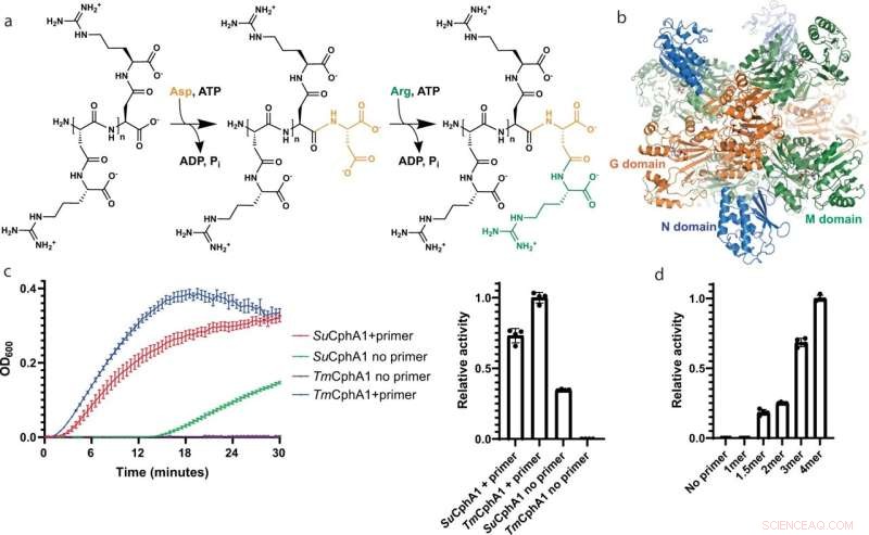 Unveiling the Multifunctional Powerhouse: CphA1 Enzyme’s Swiss‑Army Knife Capabilities