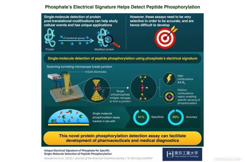 Phosphate Electrical Signatures Reveal Key Cellular Events