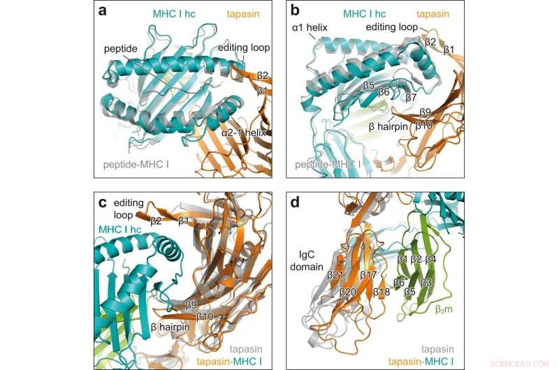 X‑ray Structural Insights into Molecular Chaperone Interactions