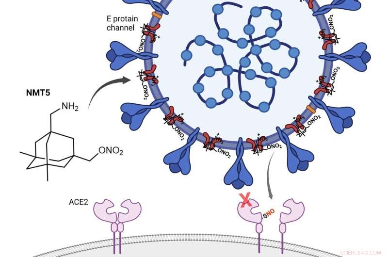 Scripps Research Breakthrough: Drug Turns COVID-19 Virus Against Itself