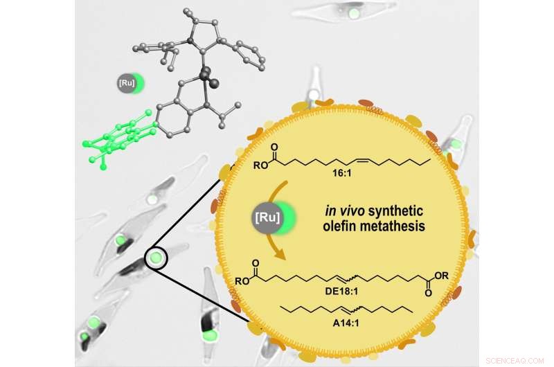 Microalgae: Tiny Biorefineries Turning Fatty Acids into Valuable Chemicals