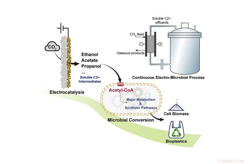 Texas A&M Researchers Create CO2-Based System for Bioplastic Production