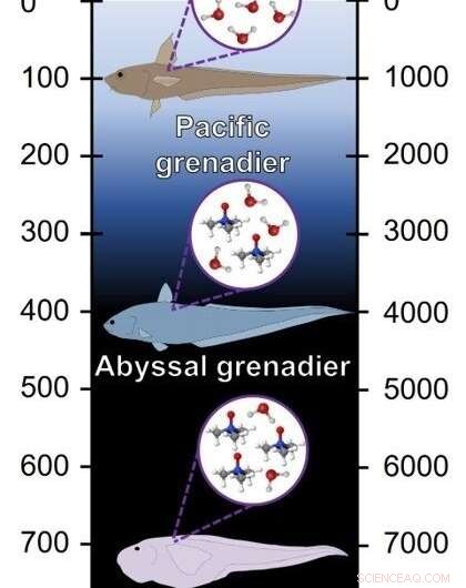 New Chemical Found in Marine Cells Helps Deep-Sea Creatures Withstand Extreme Pressures