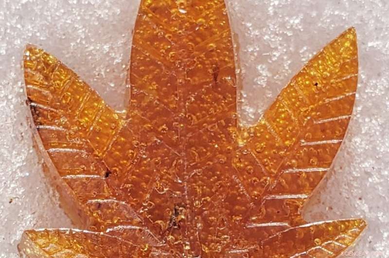 CBD-Infused Polymers: A New Era for Medical Implants and Food Packaging