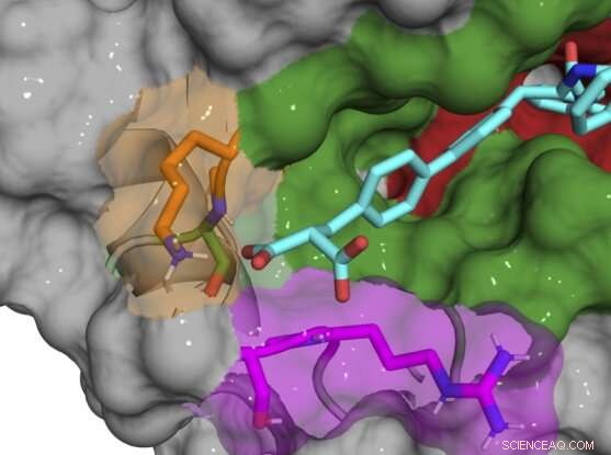 Innovative Strategy Targets Cyclophilin D Subtypes to Enhance Drug Precision and Reduce Side Effects