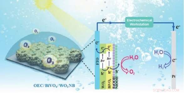 Enhancing Photoanode Efficiency: OEC/BiVO4 and BiVO4/WO3 Nanobowl Junctions Boost Photoelectrochemical Water Splitting