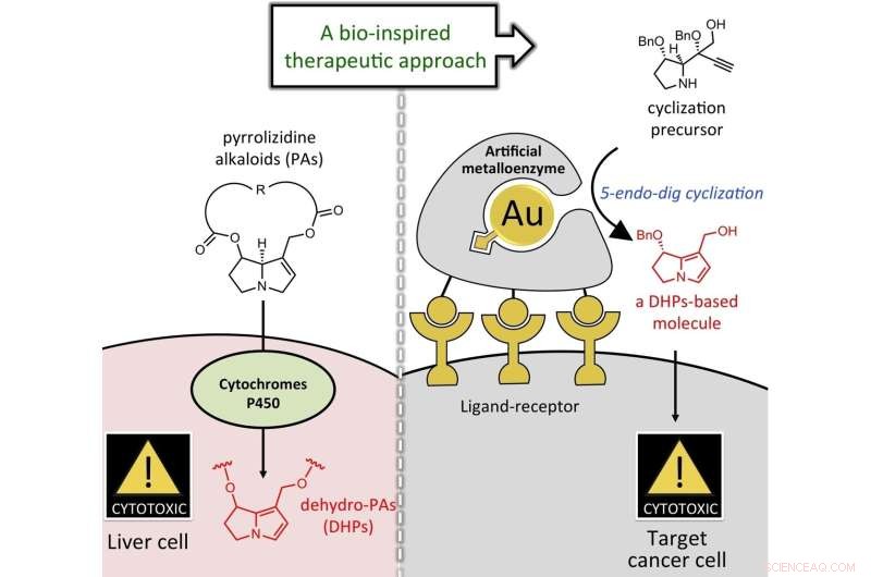 Plant-Derived Compound Halts Cancer Cell Growth, Unveiling New Therapeutic Potential