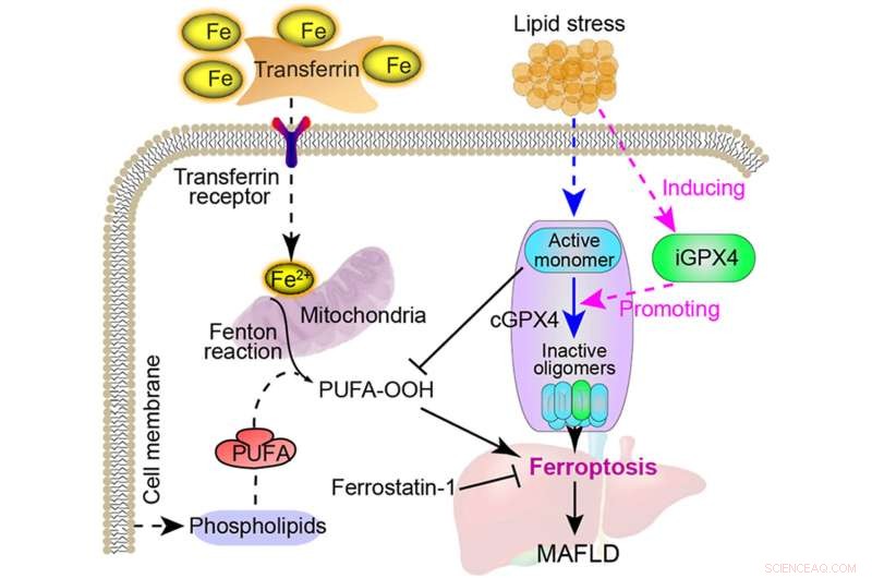 Innovative Targeting of a Novel Inducible Isoform to Treat Metabolic‑Associated Fatty Liver Disease
