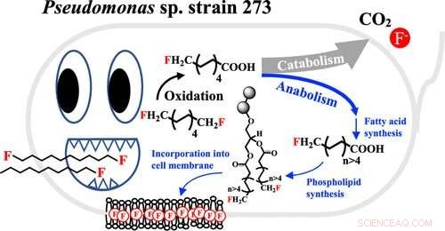 Discovery of Soil Bacterium Offers Breakthrough in Degrading Persistent  Forever  Chemicals