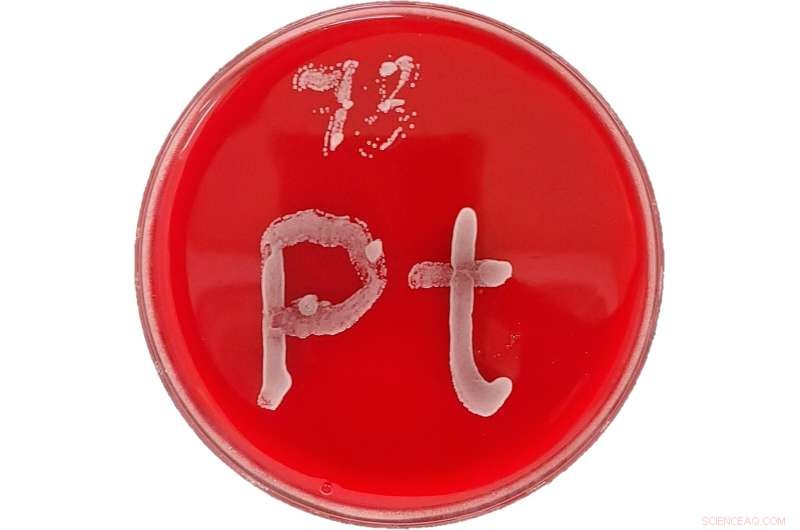 Using Metals to Combat Resistant Fungal Infections