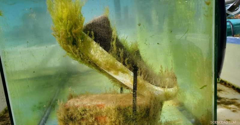 New Ocean‑Biodegradable Material Offers Hope in the Fight Against Plastic Pollution