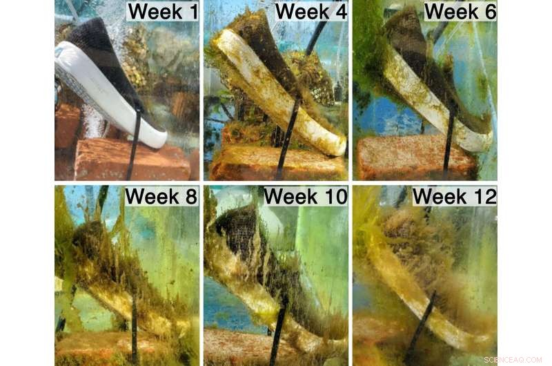 New Ocean‑Biodegradable Material Offers Hope in the Fight Against Plastic Pollution