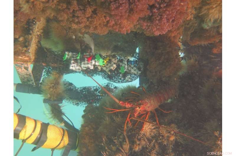 New Ocean‑Biodegradable Material Offers Hope in the Fight Against Plastic Pollution