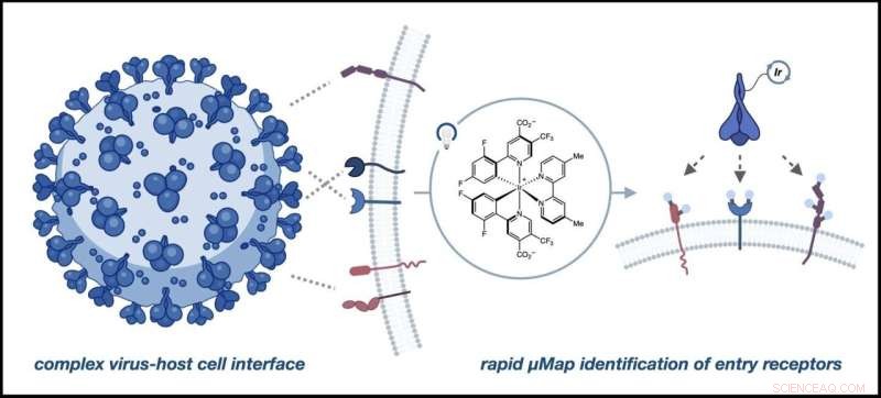 Scientists Discover Additional Human Receptors for SARS‑CoV‑2 Spike Protein