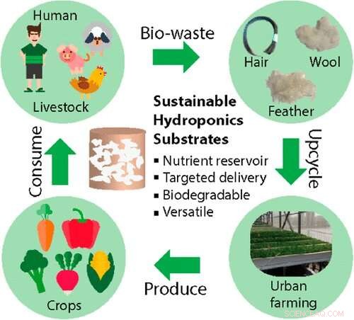 Turning Hair Waste into Hydroponic Soil: NTU Scientists Innovate Urban Farming