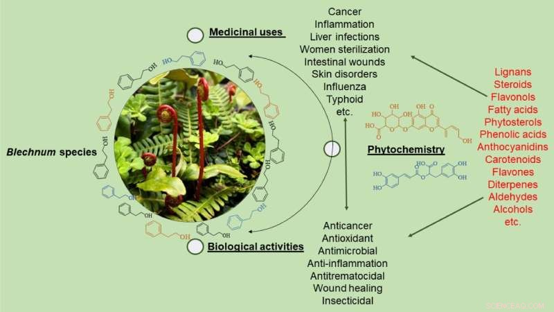 Comprehensive Review of Blechnum: Uses, Phytochemistry, and Pharmacological Potential