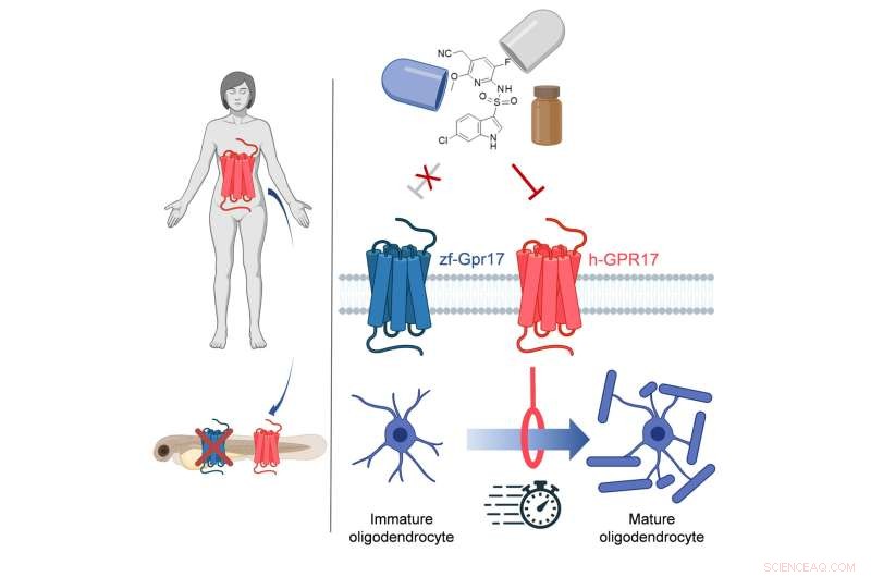 Using Zebrafish to Accelerate Multiple Sclerosis Drug Discovery