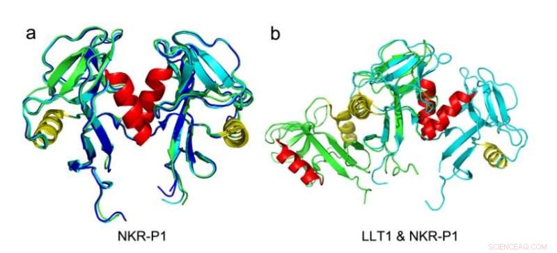 Unveiling the Unexpected Protein Structure: From Atomic Details to Natural Killer Cell Function