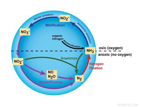 Unveiling the Nitrogen Cycle: New Insights into Nitrite, NO, and N₂O Reactions
