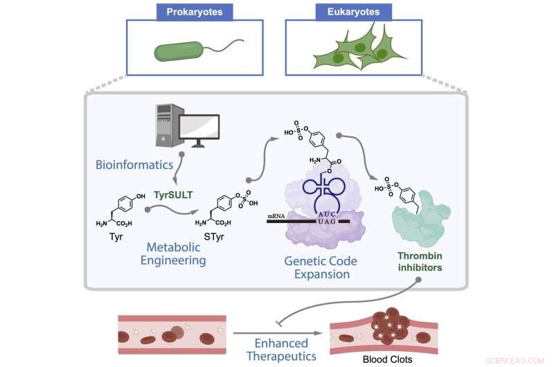 Crested Ibis Enzyme Discovery Sparks New Blood‑Clot Drug Development