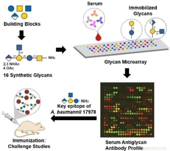 Scientists Discover Promising Vaccine Target Against Rising Antibiotic‑Resistant Acinetobacter baumannii