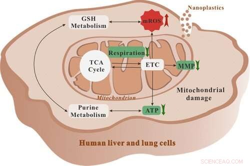 Lab Study Shows Nanoplastics Disrupt Human Liver and Lung Cell Functions