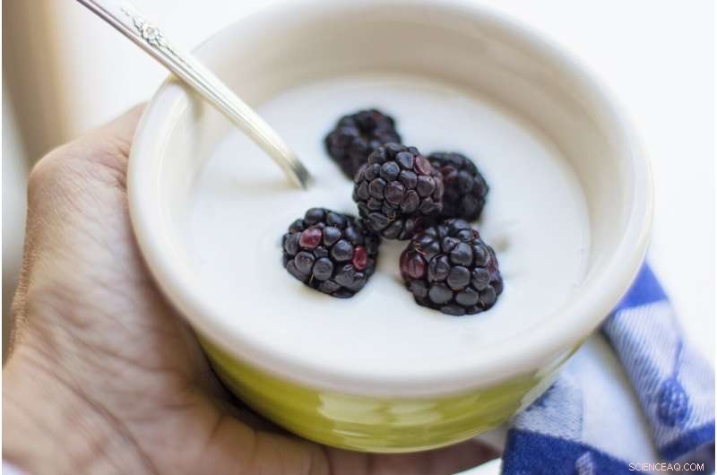 DTU’s New Yogurt Bacterium Turns Lactose into Natural Sweetness