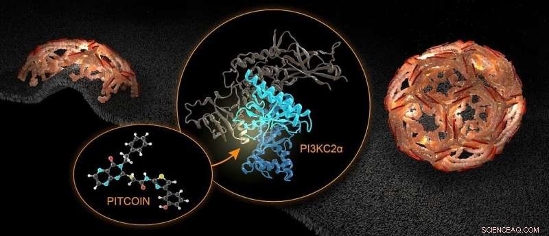 Potent PI3KC2a Inhibitor Discovered: A Promising New Therapy for Thrombosis