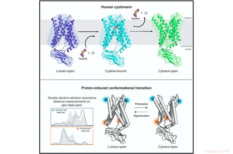New Study Decodes Molecular Basis of Cystinosis, Unveiling Cystinosin Structure