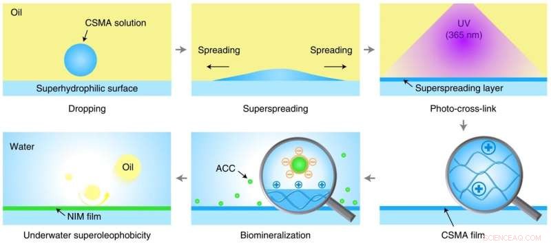 Scientists Develop Nacre-Inspired Underwater Superoleophobic Films for Advanced Wetting Applications