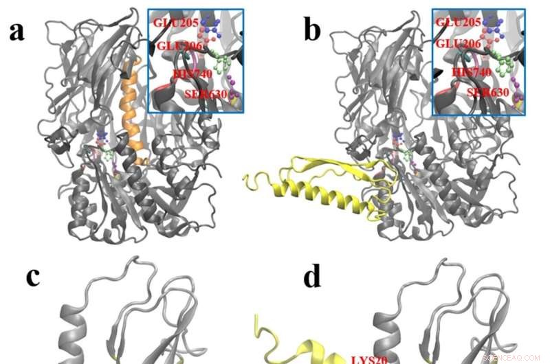Advanced GLP‑1 Analogs Developed for Type 2 Diabetes Treatment