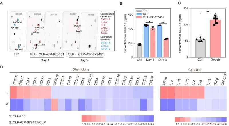PDGFR Kinase Inhibitor Safeguards Mice From Septic Death by Modulating BTLA