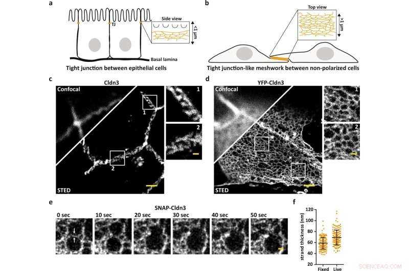 Decoding the Nanoscale Architecture of Tight Junctions with STED Microscopy