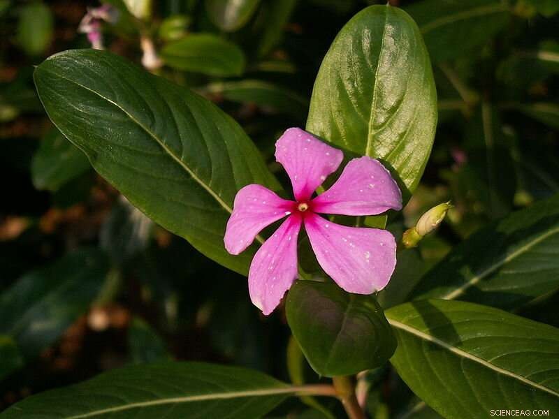 Enhancing Biotransformation Processes in Madagascar Periwinkle (Catharanthus roseus)