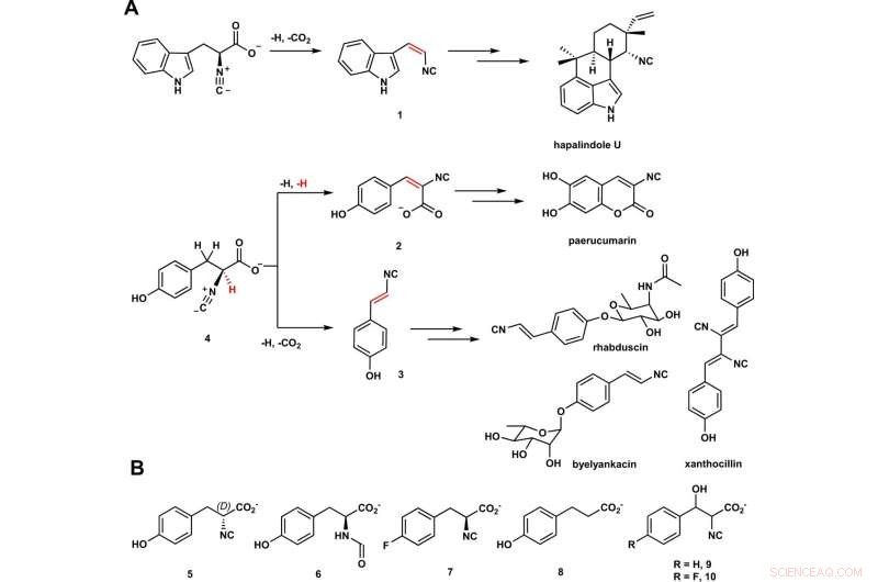 New Study Reveals Cation-Driven Enzymes, Bypassing Oxygen Addition in Chemical Reactions