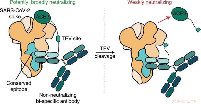 Engineered Antibody Overcomes SARS‑CoV‑2 Variants with Enhanced Neutralization