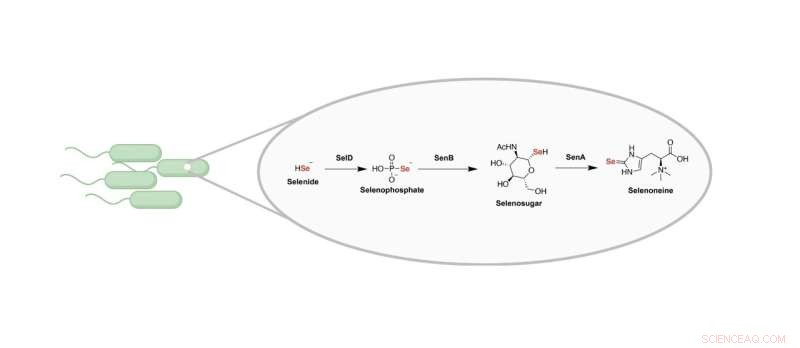 Princeton Chemists Uncover First Biosynthetic Route to Incorporate Selenium into Natural Products