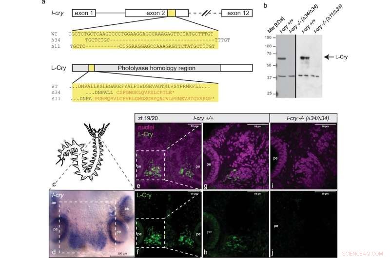 Light‑Sensing Protein Synchronizes Marine Reproductive Cycles