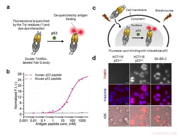 New Conditionally Active Q-Body Probe Enables Real-Time Intracellular Imaging of p53