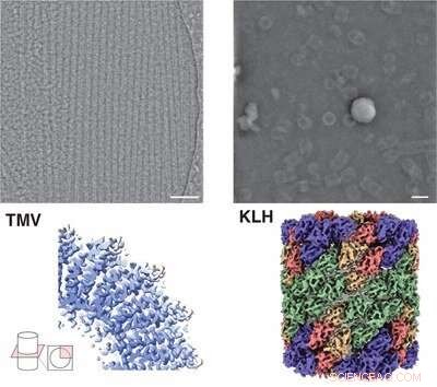 Innovative Cryo-EM Technique Enhances Protein Imaging Accuracy
