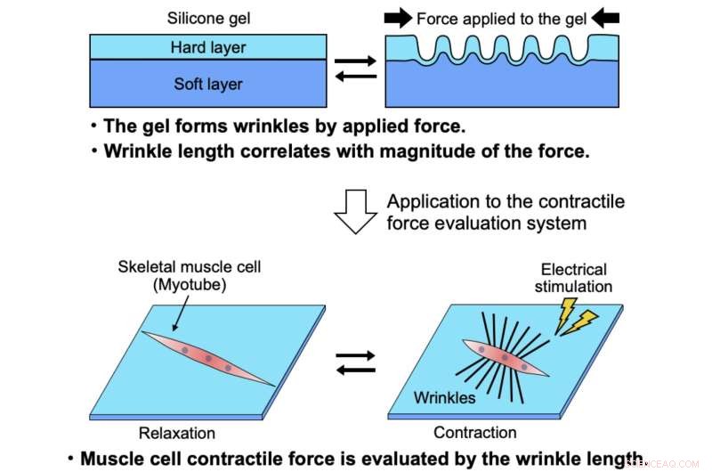 Tokyo Metropolitan University Breaks New Ground with Direct Force Measurement of Skeletal Muscle Myotubes