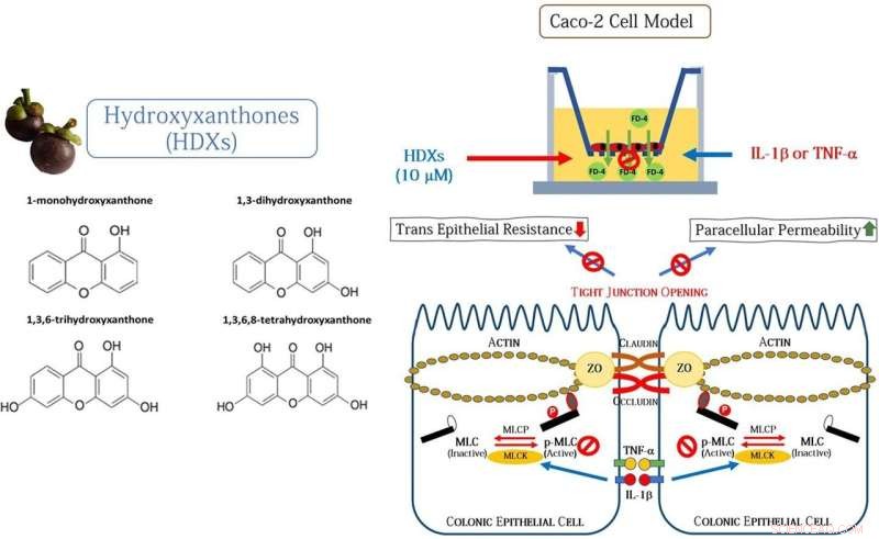 Harnessing Mangosteen Peel Extract: A Proven Remedy for Intestinal Inflammation in Humans and Animals