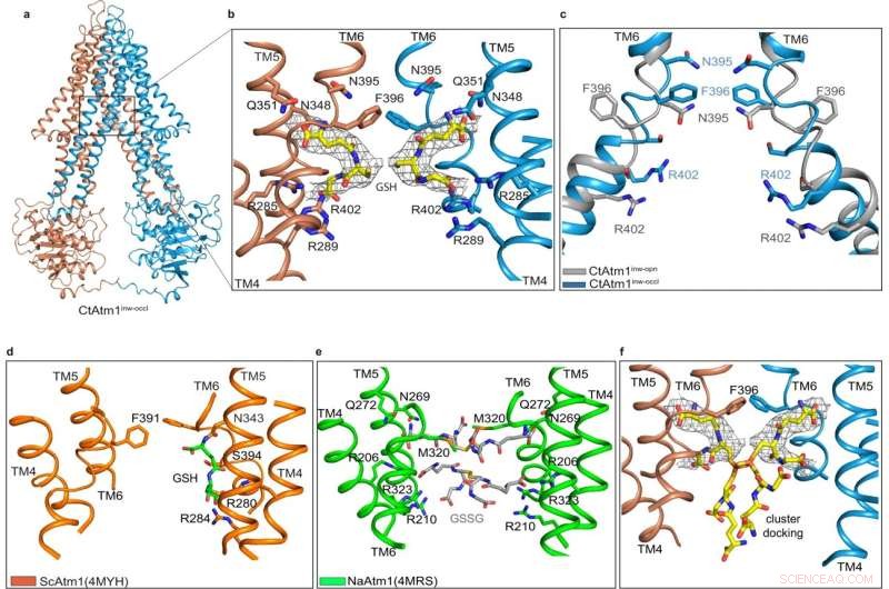 Scientists Uncover How a Complex Molecule Transports Iron Through the Human Body