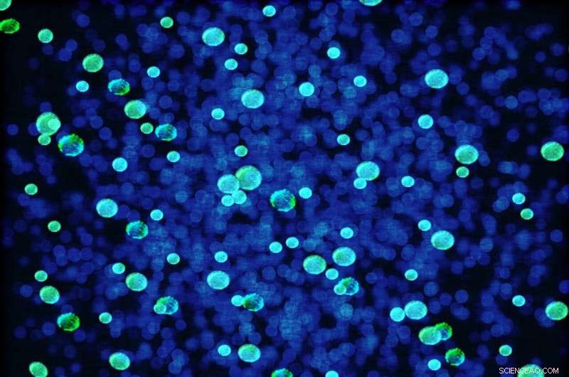 Microbial Communities Maintain Health by Sharing Genetic Information