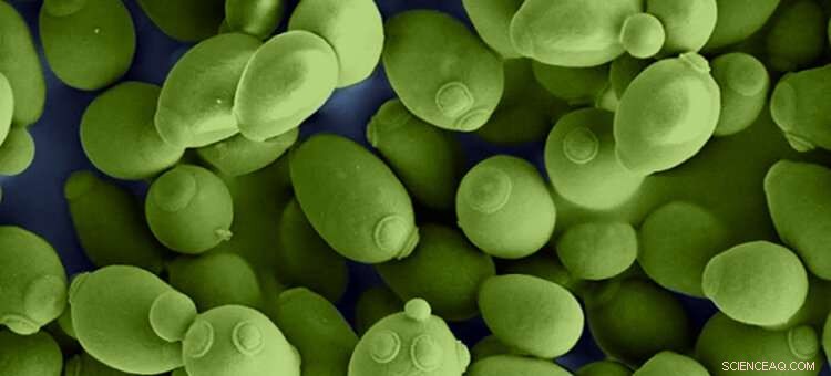 Advanced Algorithm Decodes Cell Factory Metabolism for Biofuel & Drug Innovation