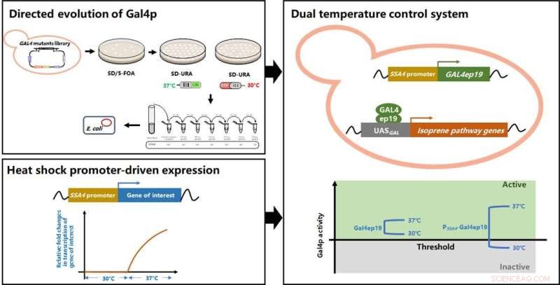 Dual-Temperature Control Boosts Isoprene Production in Baker s Yeast