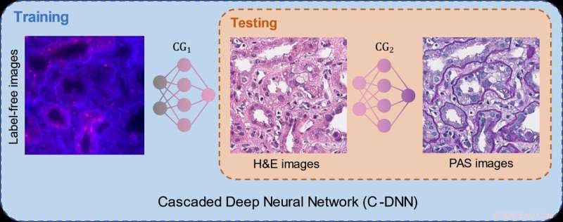Deep Learning Enables Chemical-Free Virtual Tissue Re-Staining