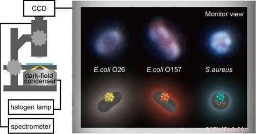 Rapid Optical Detection of Multiple Foodborne Bacteria Using Nanometer‑Scale Metal‑Organic Hybrid Sensors