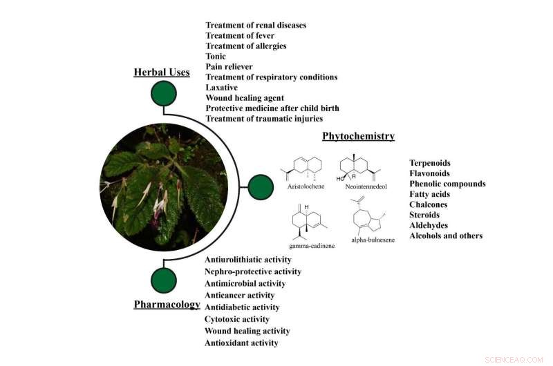 Updated Review of Ethnobotany, Phytochemistry, and Pharmacology of Didymocarpus Wall
