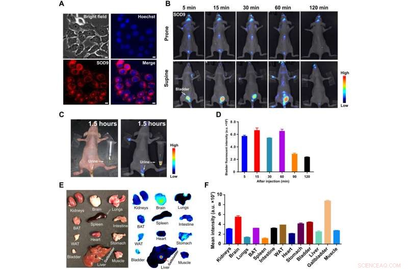 Bioinspired Molecular Dyes: Enhancing Biomedical Fluorescent Imaging with Long Stokes Shift